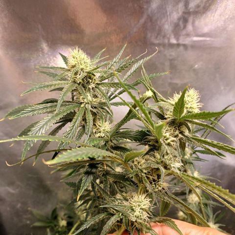 Mazine lemon haze growlog timeline photo