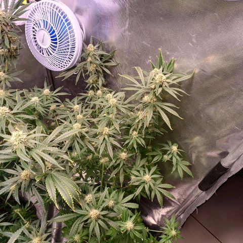 Super Lemon Pan growlog timeline photo