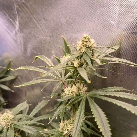 Super Lemon Pan growlog timeline photo