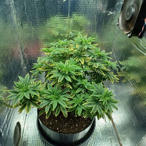 Branquinho 47 growlog timeline photo