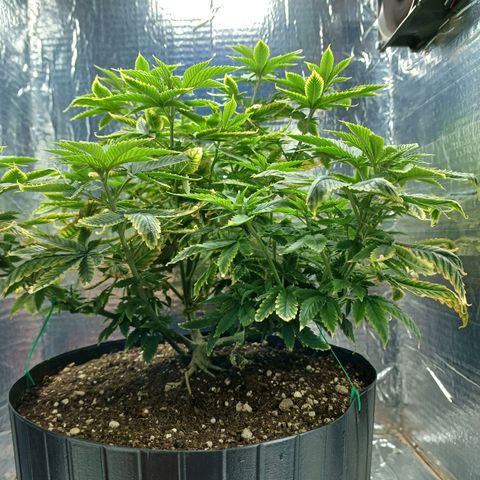 Branquinho 47 growlog timeline photo