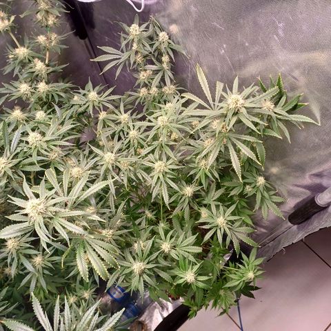 Super Lemon Pan growlog timeline photo