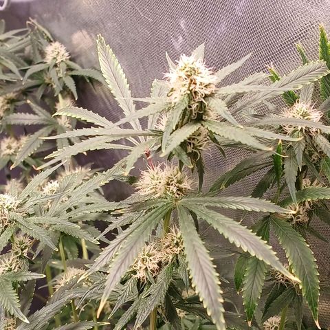 Super Lemon Pan growlog timeline photo