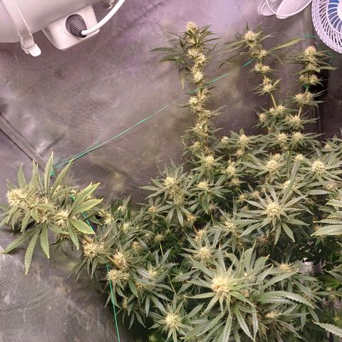 Mazine lemon haze growlog timeline photo
