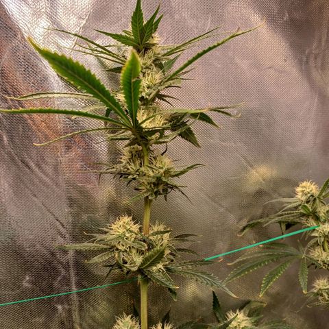 Mazine lemon haze growlog timeline photo