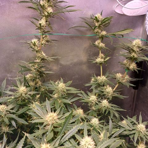 Mazine lemon haze growlog timeline photo