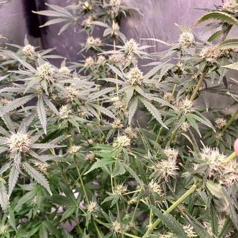 Super Lemon Pan growlog timeline photo