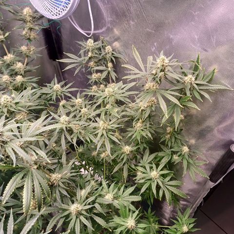 Super Lemon Pan growlog timeline photo
