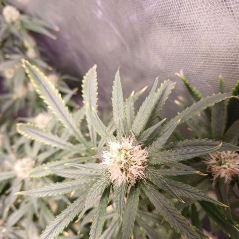 Super Lemon Pan growlog timeline photo
