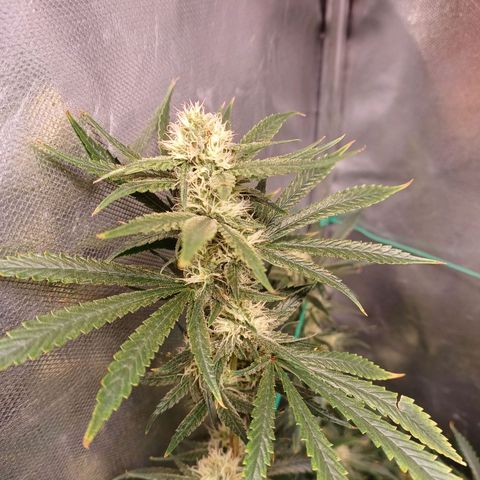 Mazine lemon haze growlog timeline photo