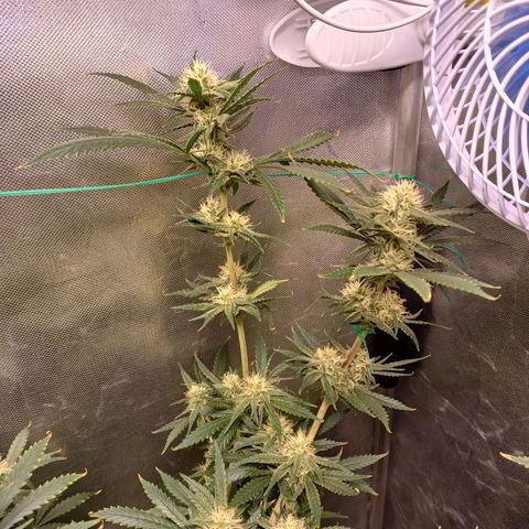 Mazine lemon haze growlog timeline photo