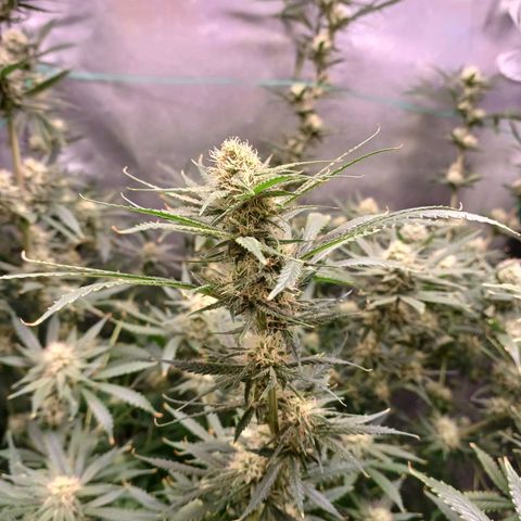 Mazine lemon haze growlog timeline photo