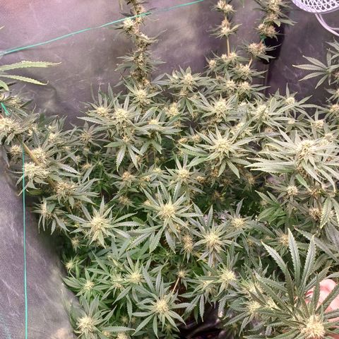Mazine lemon haze growlog timeline photo