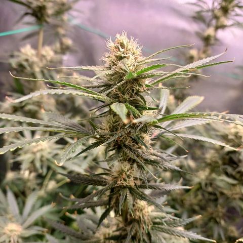 Mazine lemon haze growlog timeline photo