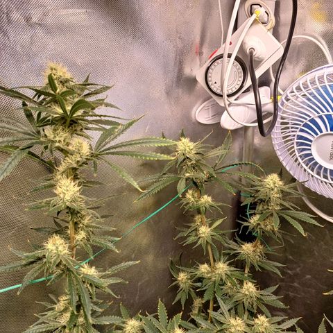 Mazine lemon haze growlog timeline photo