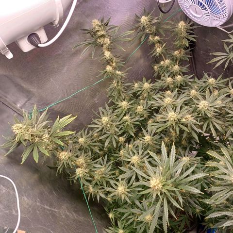Mazine lemon haze growlog timeline photo