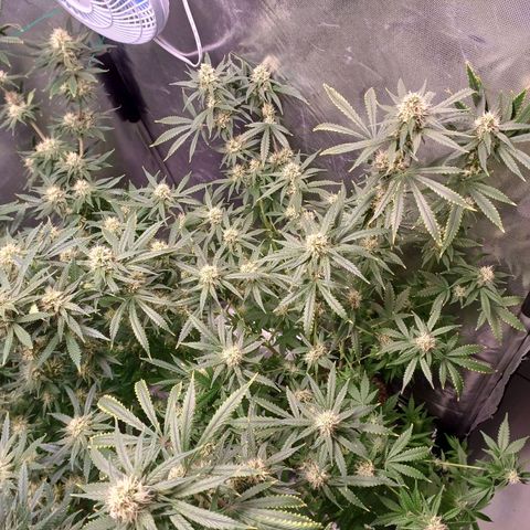 Super Lemon Pan growlog timeline photo