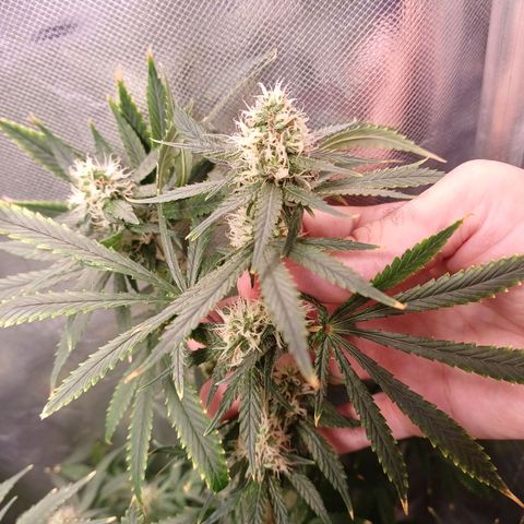 Super Lemon Pan growlog timeline photo