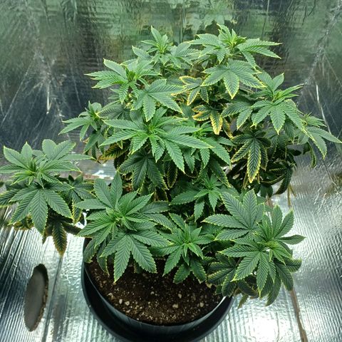 Branquinho 47 growlog timeline photo
