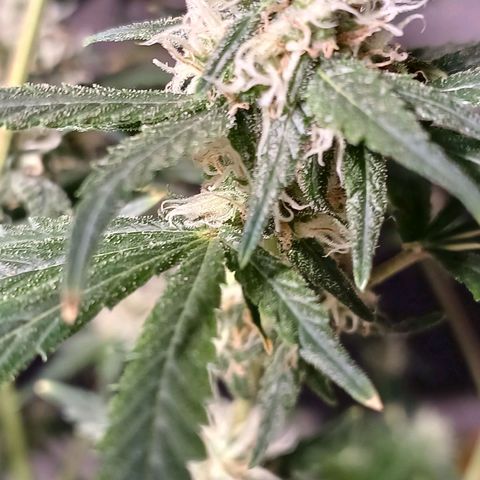 Super Lemon Pan growlog photo: A densidade desses pistilos!
