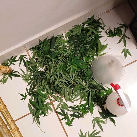 Super Lemon Pan growlog photo: Fiz a defoliação pesada pra terminar a flora 