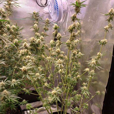 Super Lemon Pan growlog photo: Fiz a defoliação pesada pra terminar a flora 