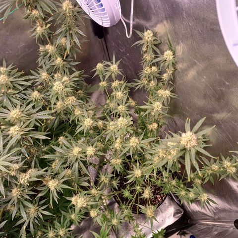 Super Lemon Pan growlog photo: Fiz a defoliação pesada pra terminar a flora 