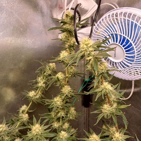 Mazine lemon haze growlog timeline photo