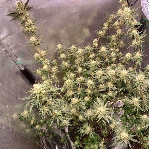 Mazine lemon haze growlog timeline photo