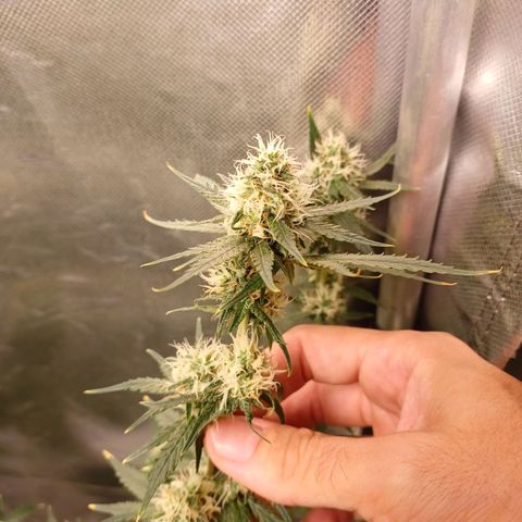 Super Lemon Pan growlog timeline photo
