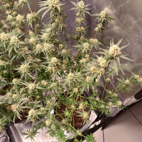 Super Lemon Pan growlog timeline photo