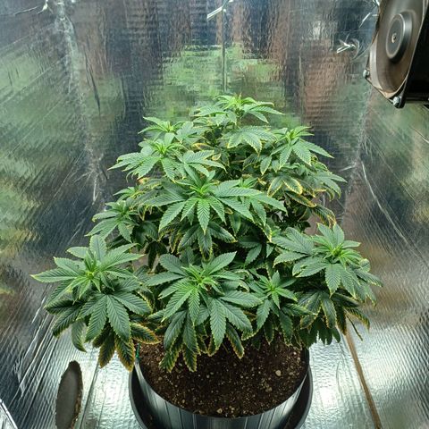 Branquinho 47 growlog timeline photo
