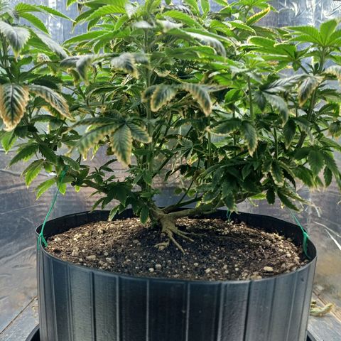 Branquinho 47 growlog timeline photo