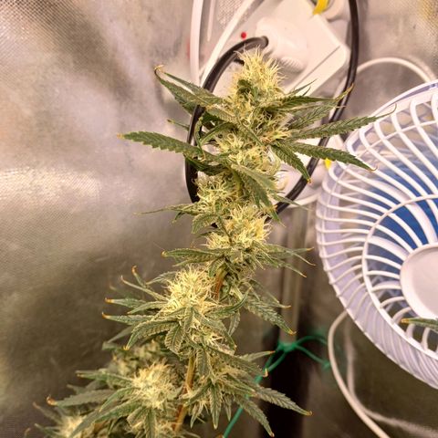 Mazine lemon haze growlog timeline photo