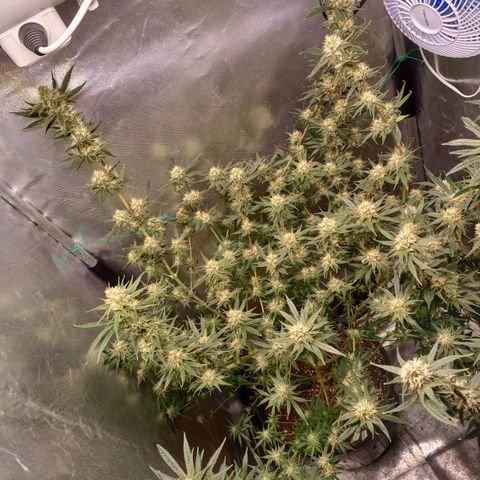 Mazine lemon haze growlog timeline photo