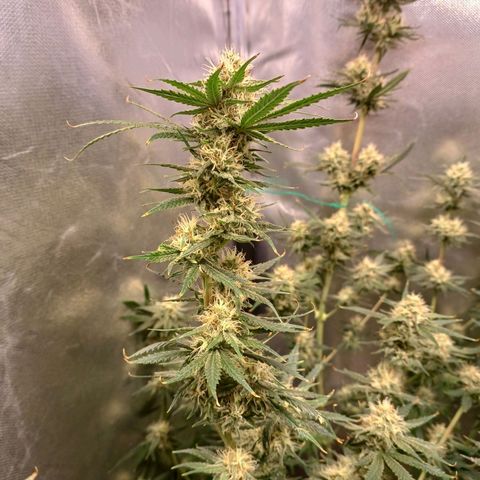 Mazine lemon haze growlog timeline photo