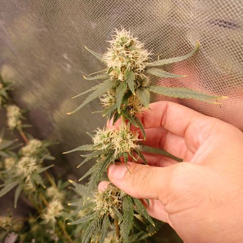 Super Lemon Pan growlog timeline photo