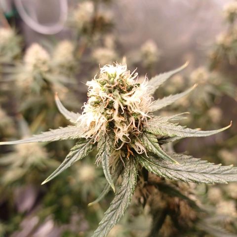 Super Lemon Pan growlog timeline photo