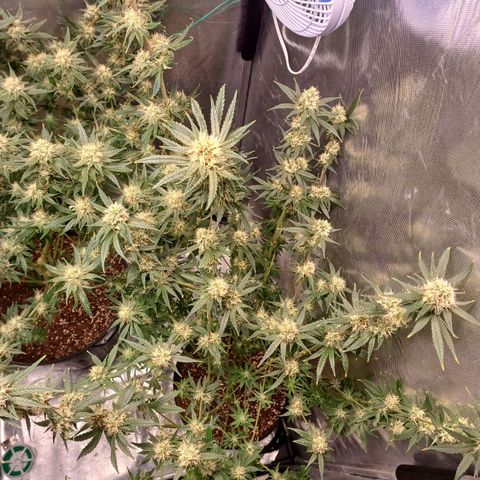 Super Lemon Pan growlog timeline photo
