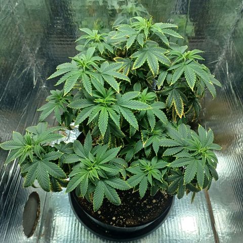 Branquinho 47 growlog timeline photo