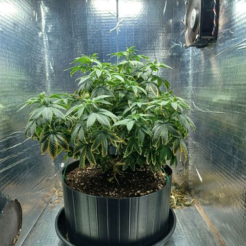 Branquinho 47 growlog timeline photo