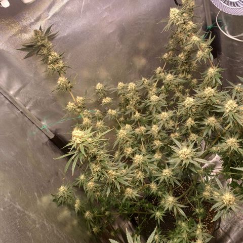 Mazine lemon haze growlog timeline photo