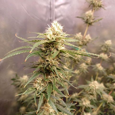 Mazine lemon haze growlog timeline photo