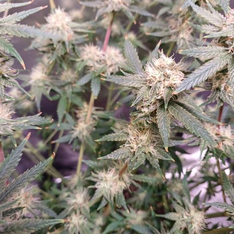Mazine lemon haze growlog timeline photo