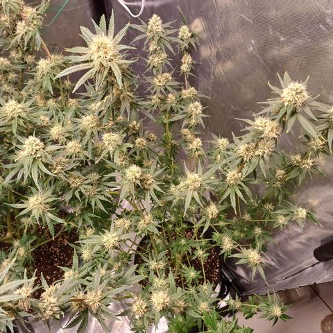 Super Lemon Pan growlog timeline photo