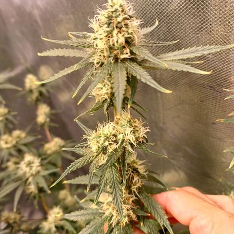 Super Lemon Pan growlog timeline photo