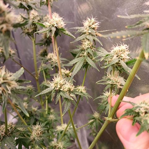 Super Lemon Pan growlog timeline photo
