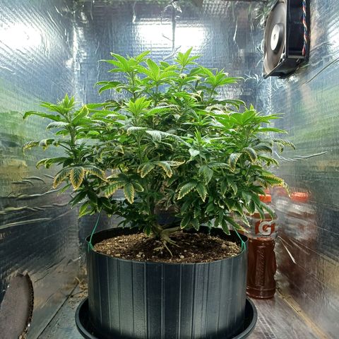 Branquinho 47 growlog timeline photo