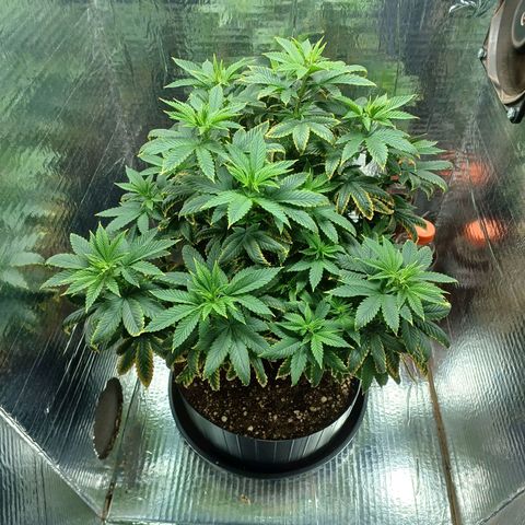 Branquinho 47 growlog timeline photo