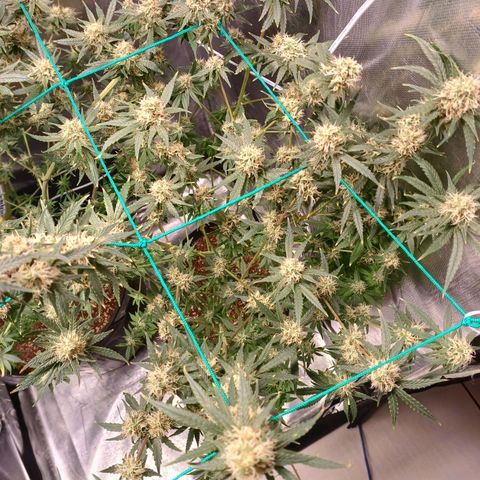 Super Lemon Pan growlog timeline photo